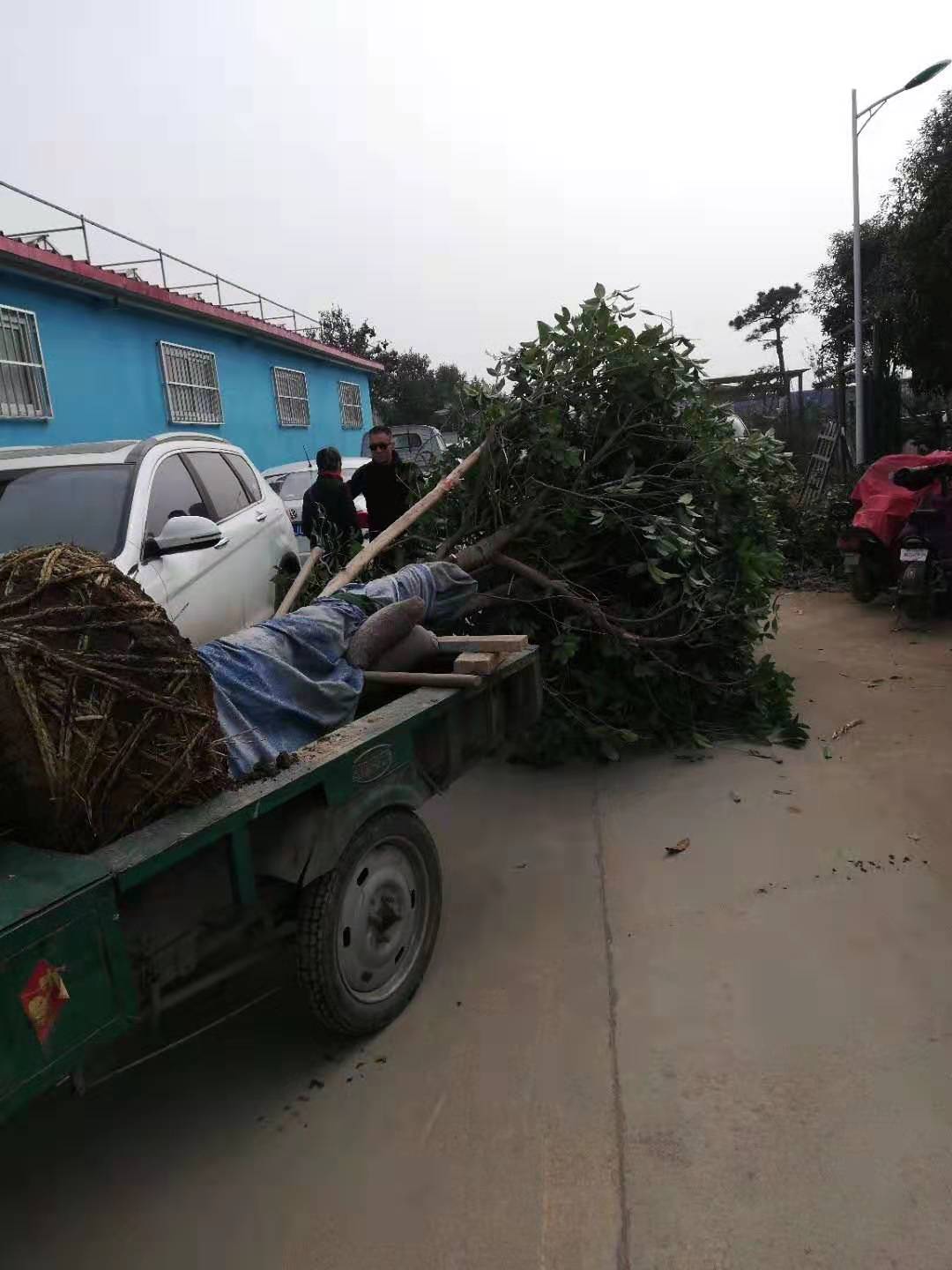 桂花樹